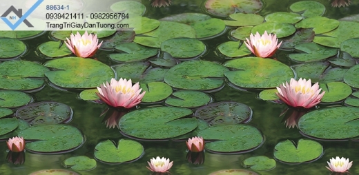 Giấy dán tường hoa súng